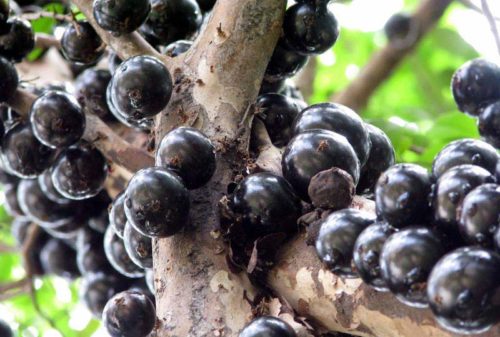 Geleia De Casca De Jabuticaba Santo Legume